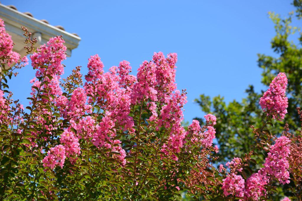 lilas des indes en floraison