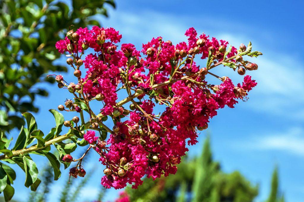 entretien lilas des indes