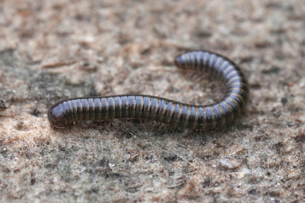 signification millepattes intérieur