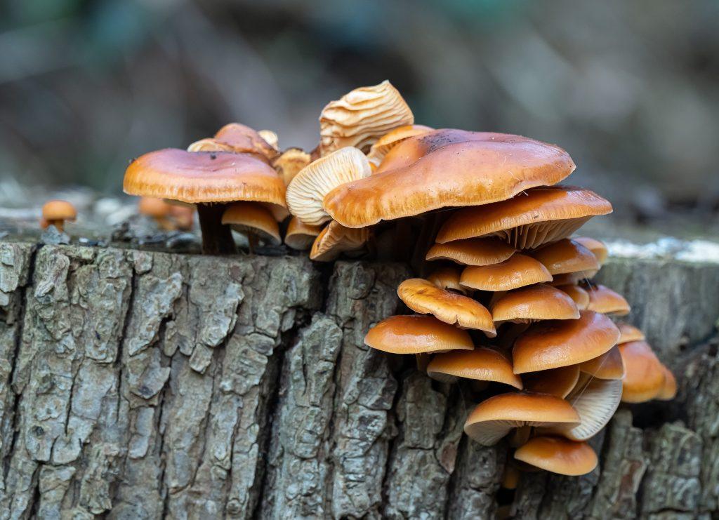 champignons orange sur bois