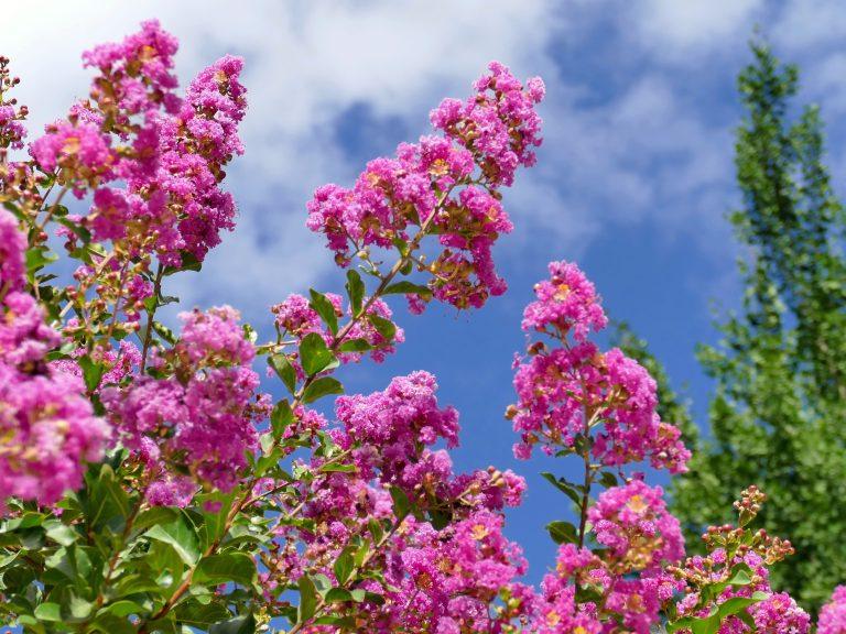 lilas des indes ne fleurit pas