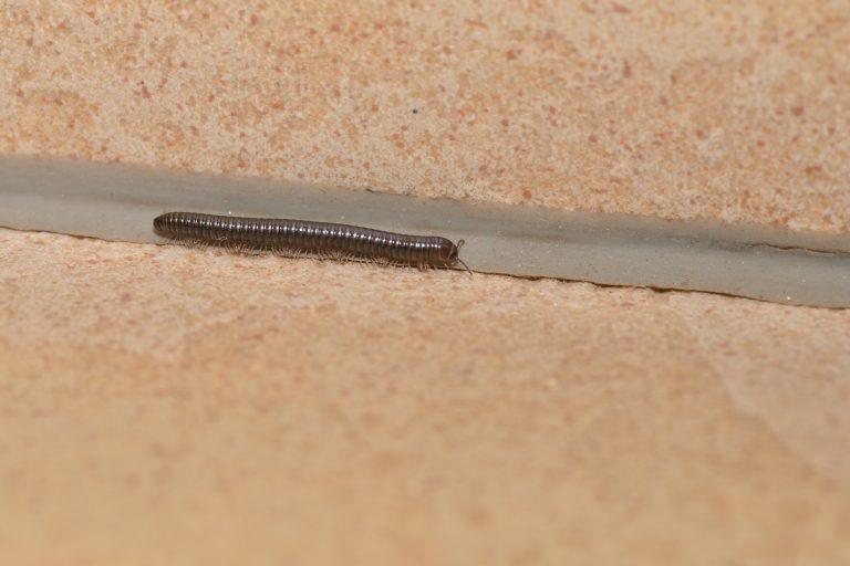 mille patte dans la maison signification