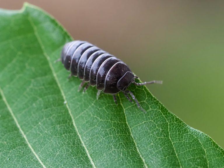 petit insecte noir maison