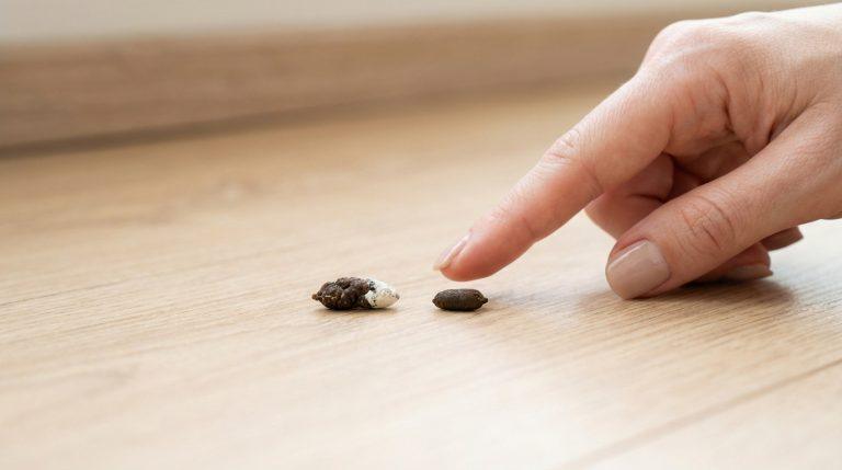 Main pointant des crottes de gecko sur un parquet clair. L'une est marron foncé avec une extrémité blanche, l'autre est un cylindre marron.