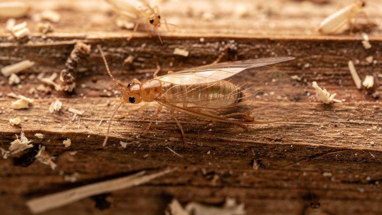 Termites ailés : comment les identifier et agir efficacement en 2026 ?