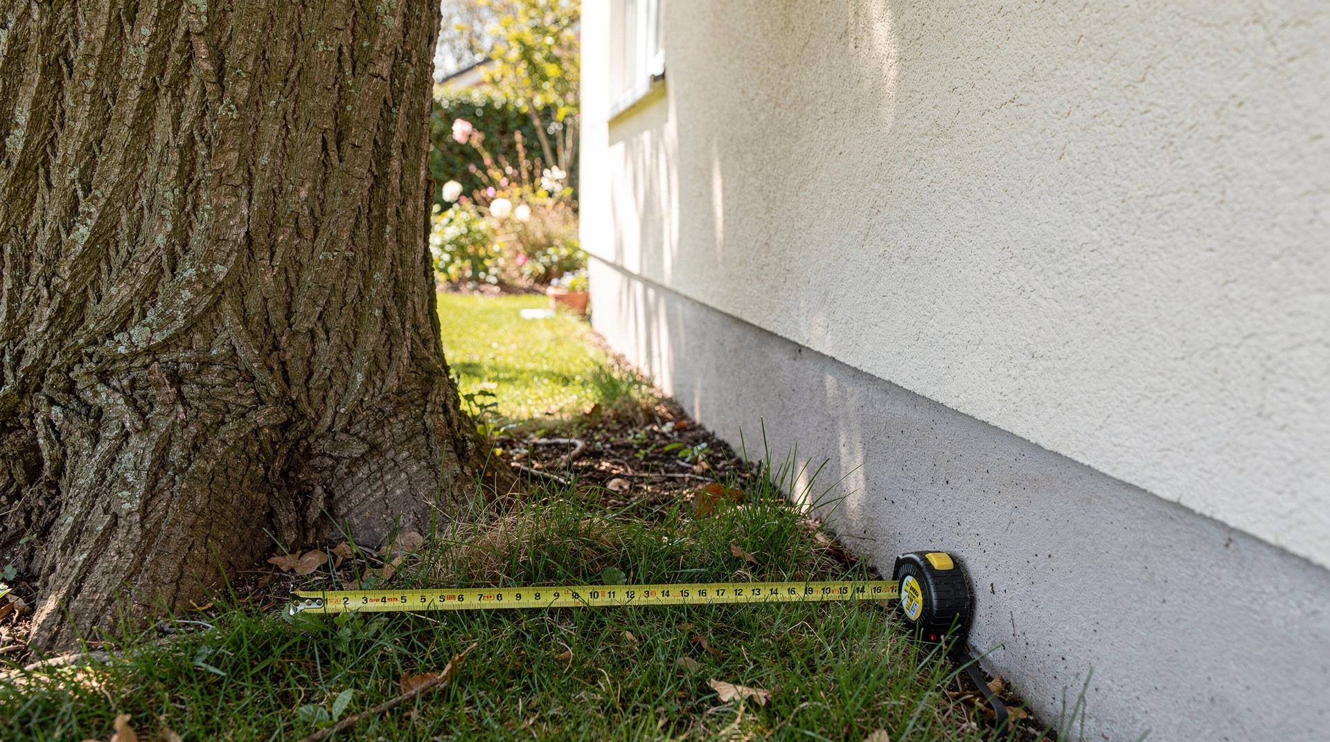 Jardinier évaluant la distance entre un arbre et une façade