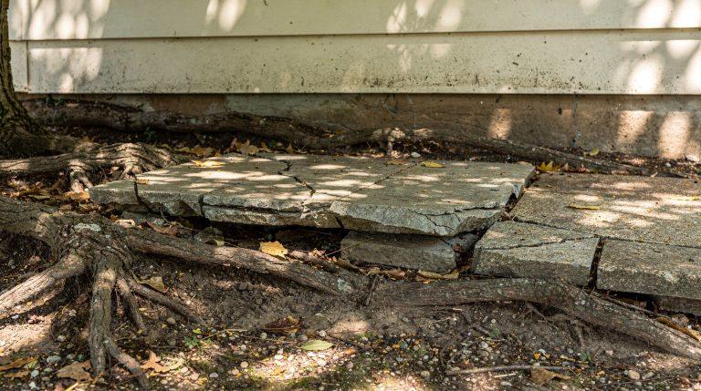 Quels arbres sont dangereux pour les fondations de votre maison ? Racines d'arbre soulevant une dalle de béton près d'une maison